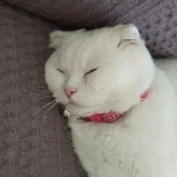 واگذاری گربه اسکاتیش ۷ ماهه