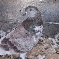 کبوتر|پرنده|سرپل ذهاب, |دیوار