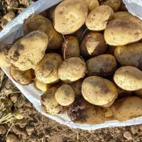 سیب زمینی جلی