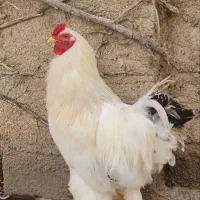 فروش یک عدد خروس برهما لایت رومانی
