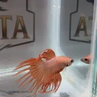 فروش ماهی فایتر وارداتی