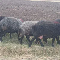 میش داشتی  آبستن  سنگین|حیوانات مزرعه|زالیان, |دیوار