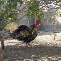 یک‌جفت بوغلمون