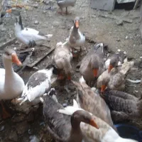 قوغاز وغازفروشی|حیوانات مزرعه|شوط, |دیوار