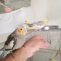 کوتوله یک جفت هلندی تازه دون خور|پرنده|تهران, شهرک امید|دیوار