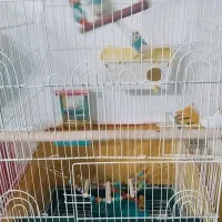 عروس کوتوله مرغ عشق فنچ با لوازم|پرنده|مشهد, طرق|دیوار