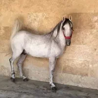 خرید وفروش اسب‌