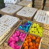 جوجه رنگی بوقلمون گلپایگان اردک پکنی