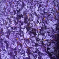 گل زعفران|خوردنی و آشامیدنی|مشهد, رضاییه|دیوار