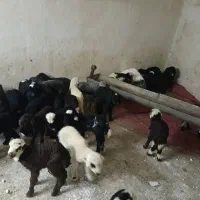 بره شیری اصیل