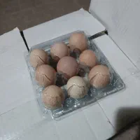 تخم مرغ محلی گلپایگان|خوردنی و آشامیدنی|مشهد, تربیت (صدف)|دیوار