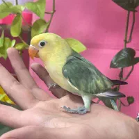 کوتوله برزیلی رنگ خاص