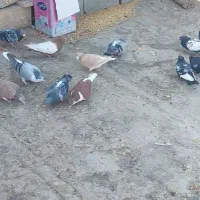 خوشرنگ سینه‌ای پلاکی