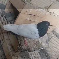کبوتر کله سیاه نر