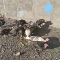 بوقلمون|حیوانات مزرعه|مشهد, نوید|دیوار