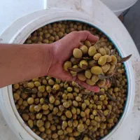 زیتون طارم بدون واسطه