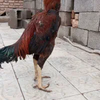1عدد خروس لاری کفتر دم زرد نر4 میلیون