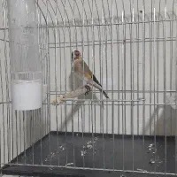 سهره .انتیک.قناری|پرنده|خمینیشهر, |دیوار