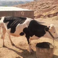 گاو دورگه هلشتاین