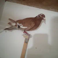 کبوترپرشی بوم