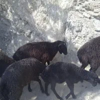بره برای پروار
