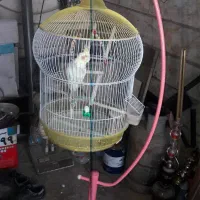 عروس هلندی با قفس