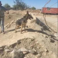 واگذاری ژرمن