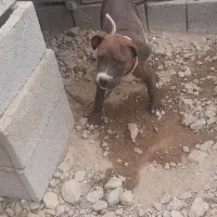 توله پیت بول