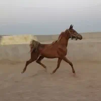 کره مادیون عرب یکسر|اسب و تجهیزات اسبسواری|یزد, |دیوار