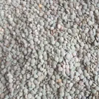 عدس تازه