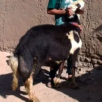 قوچ پلنگی درجه یک