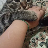 گربه ملوس|گربه|اسلامشهر, مطهری|دیوار