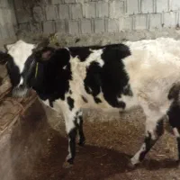 دوعدد دوگه|حیوانات مزرعه|قصابه, |دیوار