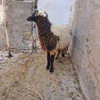 گوسفند درجه یک آبستن