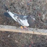 کفتر پرشی نر