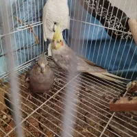 یک جفت عروس هلندی