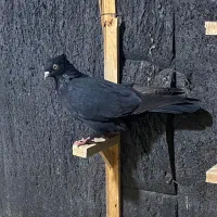 کبوتر