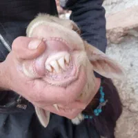 قوچ شیشک نژاد افشار|حیوانات مزرعه|کوراییم, |دیوار