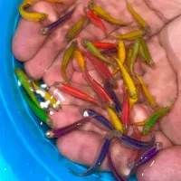 ماهی زبرا ترکیب رنگی درشت مولد|ماهی|مشهد, کلاهدوز|دیوار