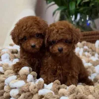 پودل توی|سگ|تبریز, |دیوار