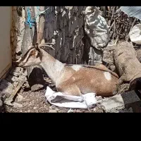 بز صلاله آهویی اصیل