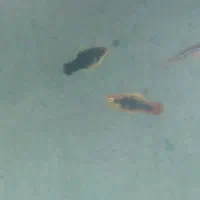 ماهی ماهی زینتی|ماهی|ساری, |دیوار