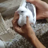 کبوتر|پرنده|بندرلنگه, |دیوار