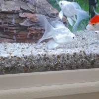 کوی شورت بادی وارداتی|ماهی|نجف‌آباد, فاز ۴ شهرک آزادگان|دیوار