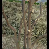 خریدارچوب وبرش درخت|خدمات باغبانی و درختکاری|شیراز, قصرالدشت|دیوار