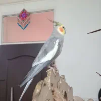 عروس هلندی سخنگو|پرنده|قرچک, مهدیه|دیوار