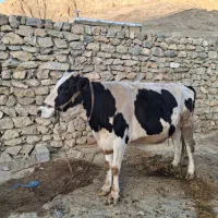 سوپر گاو شیری