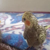 عروس هلندی گمشده