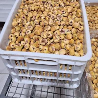 انجیر مرغوب استهبان آف خورده