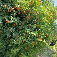 سبزی آبپز تضمینی